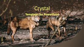  Presentation with wolf pack - Slide set having wolf-pack-in-the-forest background and a tawny brown colored foreground