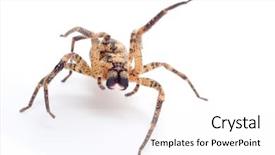  Presentation with wolf - Slides with spidervenom - wolf spider attacking isolated background and a  colored foreground