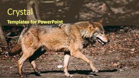  Presentation with wolf - Amazing PPT theme having wolf-walking-in-the-forest backdrop and a tawny brown colored foreground