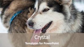  Presentation with winter - Colorful slide set enhanced with wolfteam - alaskan malamute closeup portrait backdrop and a gray colored foreground