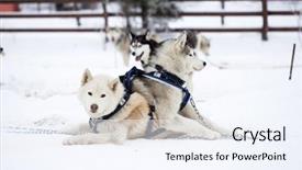  Presentation with husky - PPT layouts featuring wolfteam - siberian husky resting background and a sky blue colored foreground