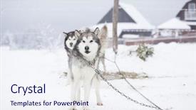  Presentation with husky - Presentation design having wolfteam - siberian husky waiting to start background and a sky blue colored foreground