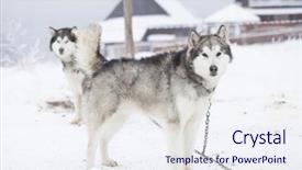  Presentation with husky - PPT theme with wolfteam - siberian husky waiting to start background and a sky blue colored foreground