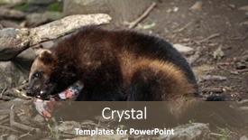  Presentation with wolverine - Colorful presentation theme enhanced with wolverine gulo gulo also known backdrop and a tawny brown colored foreground
