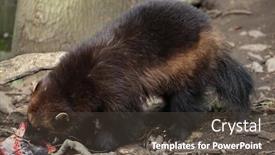  Presentation with wolverine - Colorful slide set enhanced with wolverine gulo gulo also known backdrop and a tawny brown colored foreground