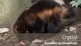  Presentation with wolverine - Slide set with wolverine gulo gulo also known background and a gray colored foreground