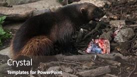  Presentation with wolverine - Theme having wolverine gulo gulo also known background and a dark gray colored foreground
