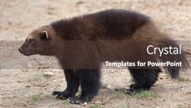  Presentation with wolverine - Slide deck with wolverine gulo gulo also known background and a tawny brown colored foreground