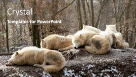  Presentation with zoo - Presentation with wolves-in-winter-zoo-brno background and a violet colored foreground