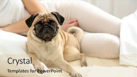  Presentation with guide dog helping blind woman - Amazing PPT theme having woman and pug dog lying backdrop and a soft green colored foreground
