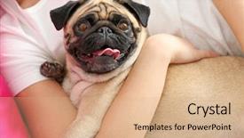  Presentation with bed - Audience pleasing PPT theme consisting of woman and pug dog lying backdrop and a coral colored foreground