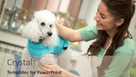  Presentation with pet grooming - Presentation theme having woman-and-white-poodle background and a soft green colored foreground