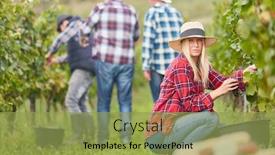  Presentation with grape vine - Theme featuring woman-as-a-harvest-assistant background and a yellow colored foreground