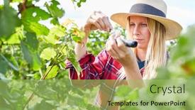  Presentation with grape - Colorful PPT layouts enhanced with woman-as-a-winemaker backdrop and a yellow colored foreground