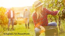  Presentation with vineyard - Audience pleasing theme consisting of woman-as-harvest-assistant backdrop and a yellow colored foreground