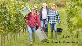  Presentation with vineyard - Audience pleasing slide deck consisting of woman-as-harvest-assistant backdrop and a gold colored foreground