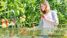  Presentation with greenhouse - Audience pleasing theme consisting of woman buying fresh tomatoes in greenhouse backdrop and a yellow colored foreground
