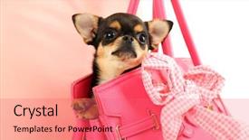  Presentation with puppy - Cool new slide set with woman carrying cute chihuahua puppy in pink bag closeup backdrop and a coral colored foreground
