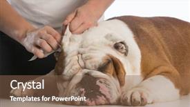  Presentation with dogs - Cool new PPT theme with woman cleaning her dogs ears on white background backdrop and a tawny brown colored foreground