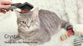  Presentation with brush - Cool new PPT layouts with woman combing cute cat with brush on couch close up backdrop and a light gray colored foreground