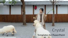  Presentation with sheep - Presentation enhanced with woman-enjoying-a-farm-visit background and a light gray colored foreground