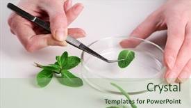  Presentation with laboratory - Cool new slide set with woman examining green plant backdrop and a mint green colored foreground