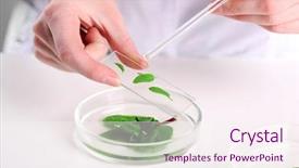  Presentation with plant genetic engineering - Amazing PPT layouts having woman examining green plant backdrop and a sky blue colored foreground