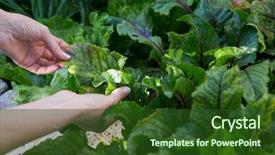  Presentation with vegetables - Cool new PPT theme with woman examining leafy vegetables backdrop and a forest green colored foreground