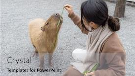  Presentation with zoo - Presentation with woman-feed-capybara-at-tourist background and a  colored foreground