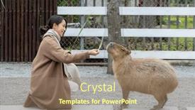  Presentation with zoo - PPT layouts featuring woman-feed-capybara-at-tourist background and a  colored foreground