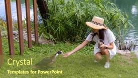  Presentation with duck - Slide deck consisting of woman-feed-duck-beside background and a tawny brown colored foreground