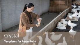 Presentation with duck - Slide deck enhanced with woman-feed-duck background and a gray colored foreground
