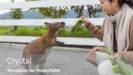  Presentation with kangaroo - Slide set featuring woman-feed-kangaroo-at-tourist background and a gray colored foreground