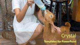  Presentation with sheep - Presentation enhanced with woman-feed-the-baby-sheep background and a tawny brown colored foreground