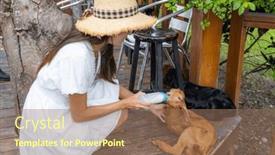  Presentation with sheep - Presentation consisting of woman-feed-the-baby-sheep background and a coral colored foreground