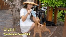  Presentation with sheep - Theme with woman-feed-the-baby-sheep background and a violet colored foreground