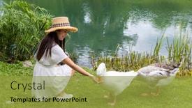  Presentation with poultry feed - Presentation theme featuring woman-feed-the-goose background and a yellow colored foreground