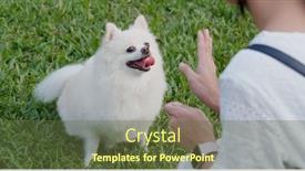  Presentation with dog park - Beautiful theme featuring woman feeding her dog at park backdrop and a tawny brown colored foreground