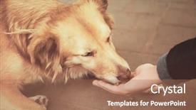  Presentation with homeless - Beautiful slide deck featuring woman feeding homeless dog backdrop and a coral colored foreground