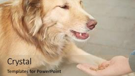  Presentation with homeless - Slide set consisting of woman feeding homeless dog background and a coral colored foreground