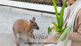  Presentation with zoo - Presentation having woman-feeding-kangaroos-at-zoo background and a coral colored foreground