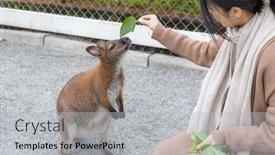  Presentation with zoo - PPT theme consisting of woman-feeding-kangaroos-at-zoo background and a light gray colored foreground