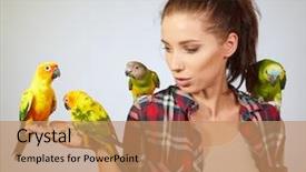  Presentation with parrot - Audience pleasing slide set consisting of woman feeding parrots isolated shoot backdrop and a coral colored foreground