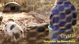  Presentation with pigs - Beautiful PPT theme featuring woman-feeding-pigs-shot-through backdrop and a tawny brown colored foreground