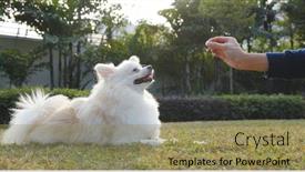  Presentation with dog park - PPT theme consisting of woman feeding pomeranian dog at outdoor park background and a coral colored foreground