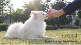  Presentation with dog park - PPT theme featuring woman feeding pomeranian dog in park background and a mint green colored foreground