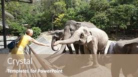  Presentation with zoo - Audience pleasing slide deck consisting of colossus - woman feeding the elephant bananas backdrop and a coral colored foreground