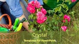  Presentation with red - PPT theme featuring woman-gardener-planting-a-sapling background and a  colored foreground