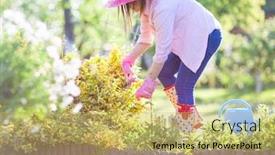  Presentation with garden - Presentation design consisting of woman-gardener-trimmig-euonymus-bushes background and a yellow colored foreground