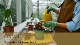  Presentation with botanical - 